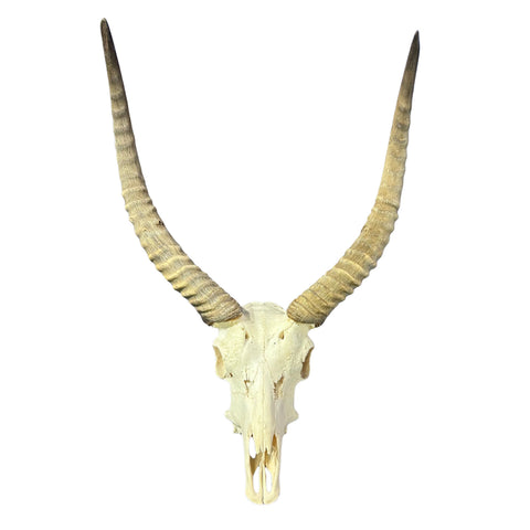Lechwe Skull- Real Antelope Skull - Lechwe Skull Taxidermy Wall Art Horns Antlers Approximate Size: 30HX19WX16D