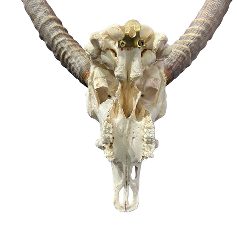 Lechwe Skull- Real Antelope Skull - Lechwe Skull Taxidermy Wall Art Horns Antlers Approximate Size: 30HX19WX16D
