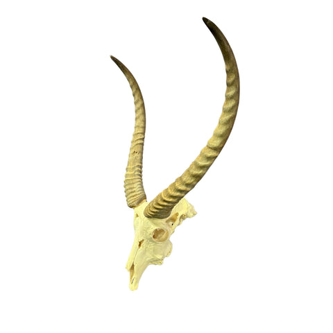 Lechwe Skull- Real Antelope Skull - Lechwe Skull Taxidermy Wall Art Horns Antlers Approximate Size: 30HX19WX16D