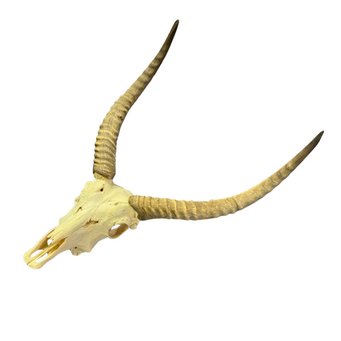 Lechwe Skull- Real Antelope Skull - Lechwe Skull Taxidermy Wall Art Horns Antlers Approximate Size: 30HX19WX16D