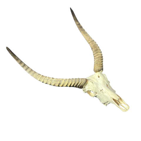 Lechwe Skull- Real Antelope Skull - Lechwe Skull Taxidermy Wall Art Horns Antlers Approximate Size: 30HX19WX16D