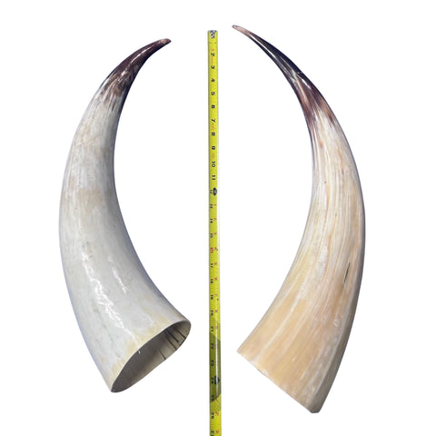 Real Ox Horn Set (2 horns/left and right) - 26" and 28" long Longhorn Rustic Decor Arts and Crafts Cowboy Gift - Steer Horns