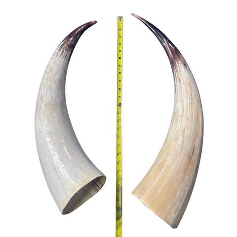 Real Ox Horn Set (2 horns/left and right) - 26" and 28" long Longhorn Rustic Decor Arts and Crafts Cowboy Gift - Steer Horns