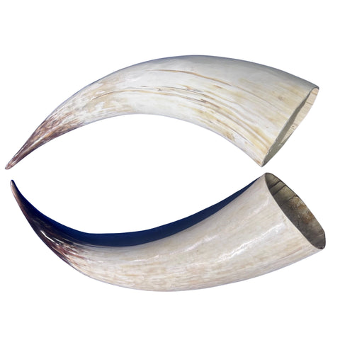 Real Ox Horn Set (2 horns/left and right) - 26" and 28" long Longhorn Rustic Decor Arts and Crafts Cowboy Gift - Steer Horns