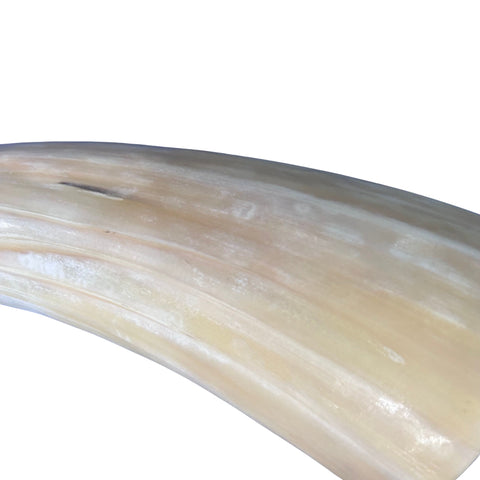 Real Ox Horn Set (2 horns/left and right) - 26" and 28" long Longhorn Rustic Decor Arts and Crafts Cowboy Gift - Steer Horns