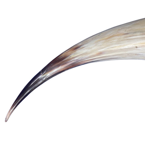 Real Ox Horn Set (2 horns/left and right) - 26" and 28" long Longhorn Rustic Decor Arts and Crafts Cowboy Gift - Steer Horns