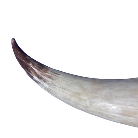 Real Ox Horn Set (2 horns/left and right) - 26" and 28" long Longhorn Rustic Decor Arts and Crafts Cowboy Gift - Steer Horns