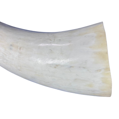 Real Ox Horn Set (2 horns/left and right) - 26" and 28" long Longhorn Rustic Decor Arts and Crafts Cowboy Gift - Steer Horns