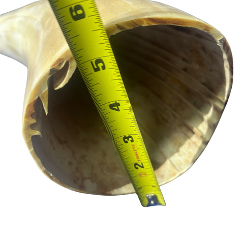 Real Ox Horn Set (2 horns/left and right) - 26" and 28" long Longhorn Rustic Decor Arts and Crafts Cowboy Gift - Steer Horns