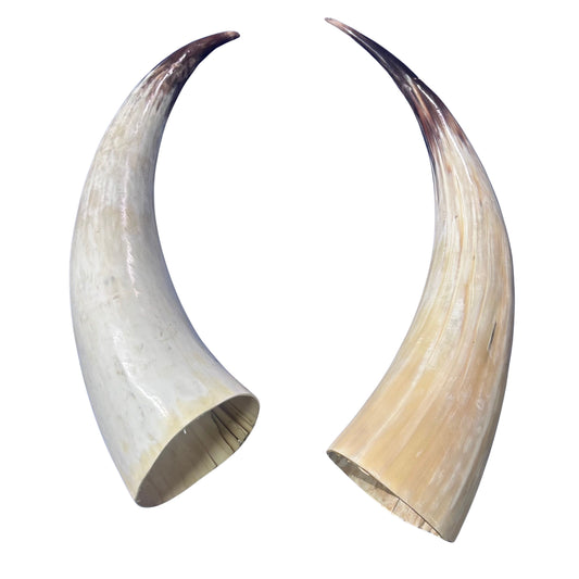 Real Ox Horn Set (2 horns/left and right) - 26" and 28" long Longhorn Rustic Decor Arts and Crafts Cowboy Gift - Steer Horns