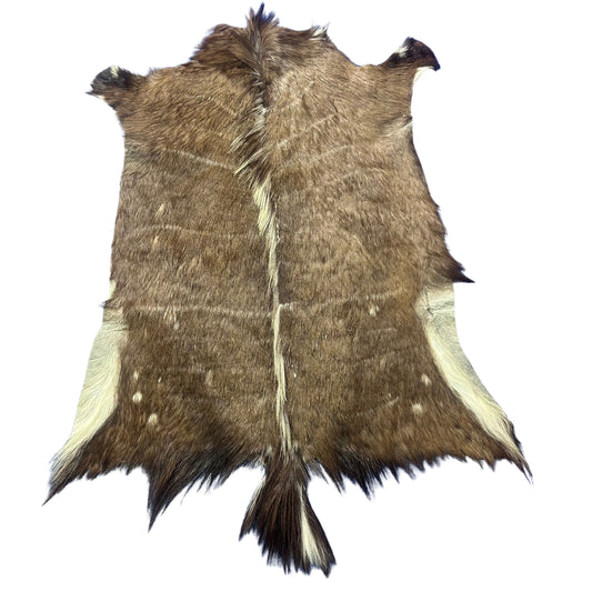 Tanned Nyala Antelope Hide – African Leather Rug (45x38") F-001