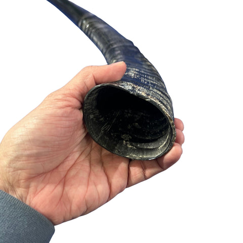 Yemenite Shofar Genuine Antelope Horn Judaica Trumpet Kosher-made African antelope horn shofar Yemenite Shofar - 22" around the curve