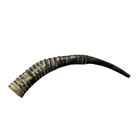 Yemenite Shofar Genuine Antelope Horn Judaica Trumpet Kosher-made African antelope horn shofar Yemenite Shofar - 22" around the curve