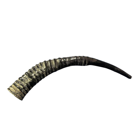 Yemenite Shofar Genuine Antelope Horn Judaica Trumpet Kosher-made African antelope horn shofar Yemenite Shofar - 22" around the curve