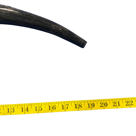 Yemenite Shofar Genuine Antelope Horn Judaica Trumpet Kosher-made African antelope horn shofar Yemenite Shofar - 22" around the curve