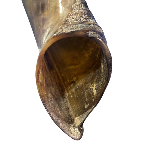 Kudu Horn African Antelope Outer Horn Size Medium (Half Polished)