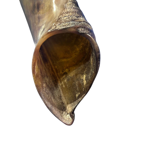 Kudu Horn African Antelope Outer Horn Size Medium (Half Polished)