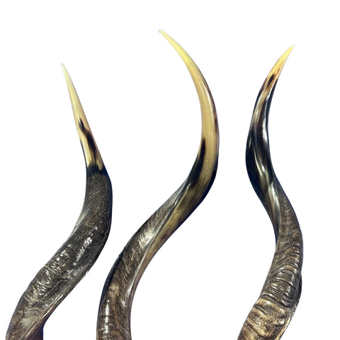 Kudu Horn African Antelope Outer Horn Size Medium (Half Polished)