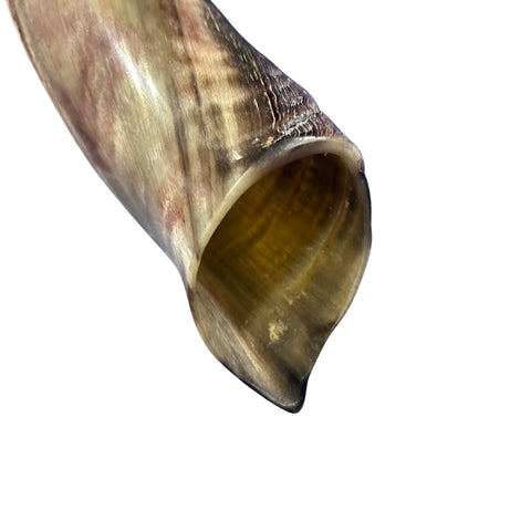 Kudu Horn African Antelope Outer Horn Size Medium (Half Polished)
