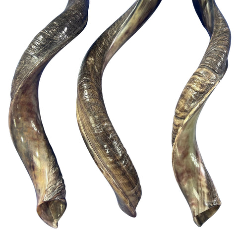 Kudu Horn African Antelope Outer Horn Size Medium (Half Polished)