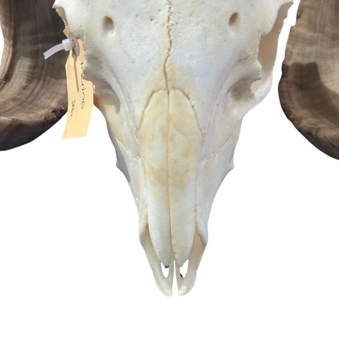 Real Ram Skull - Merino Ram Skull - Size: 21"X13X7" Sheep Skull Horns Wall Art Antler Cowboy Gift, Western Decor, Man Cave Gift #26