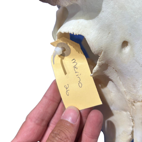 Real Ram Skull - Merino Ram Skull - Size: 21"X13X7" Sheep Skull Horns Wall Art Antler Cowboy Gift, Western Decor, Man Cave Gift #26