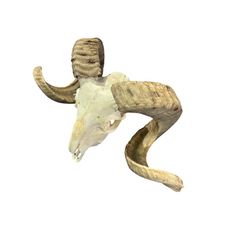 Real Ram Skull - Merino Ram Skull - Size: 21"X13X7" Sheep Skull Horns Wall Art Antler Cowboy Gift, Western Decor, Man Cave Gift #26