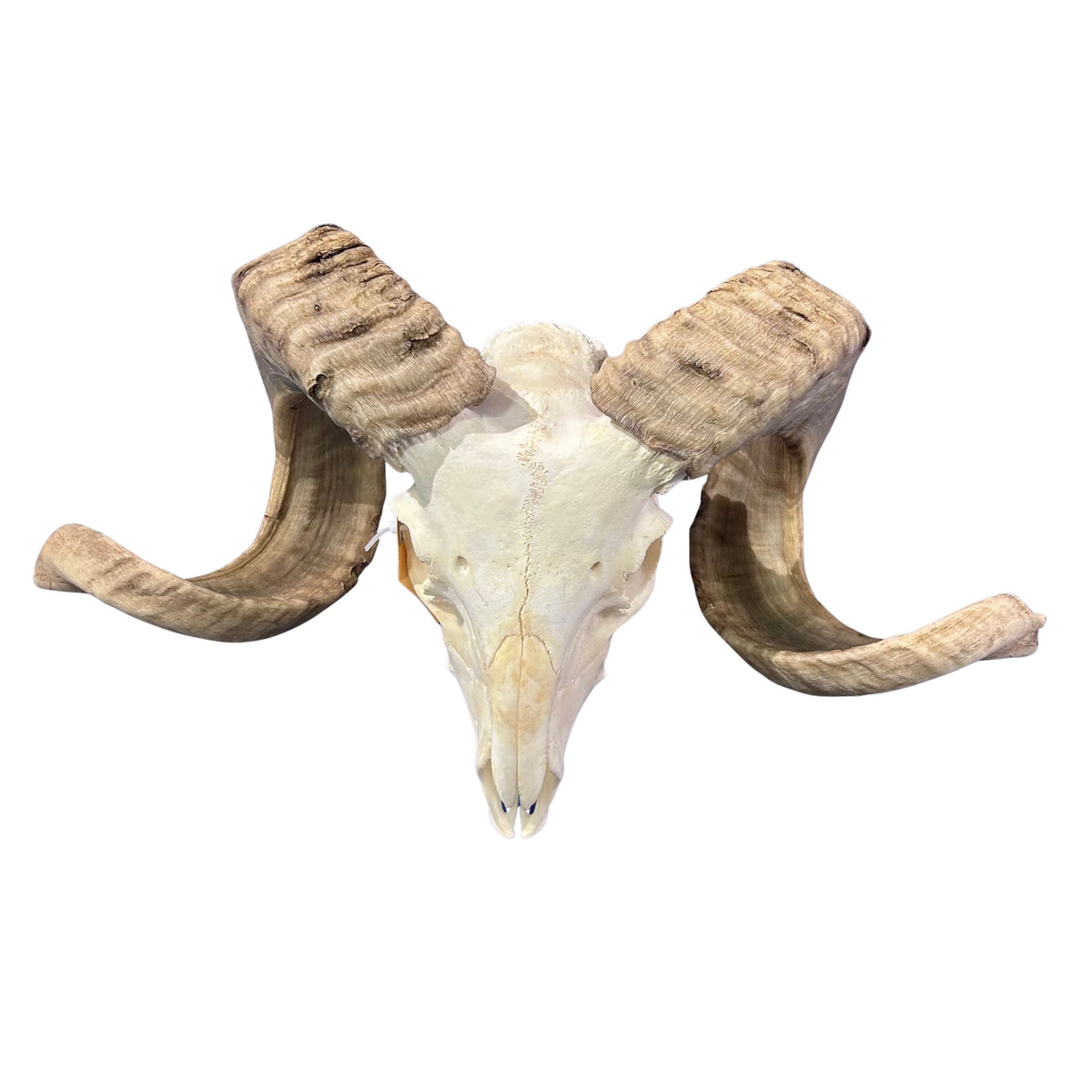 Real Ram Skull - Merino Ram Skull - Size: 21"X13X7" Sheep Skull Horns Wall Art Antler Cowboy Gift, Western Decor, Man Cave Gift #26
