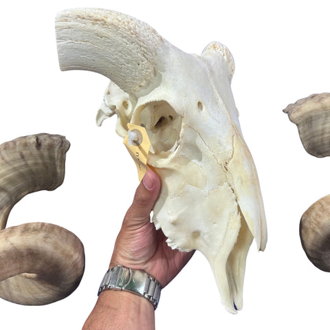 Real Ram Skull - Merino Ram Skull - Size: 21"X13X7" Sheep Skull Horns Wall Art Antler Cowboy Gift, Western Decor, Man Cave Gift #26