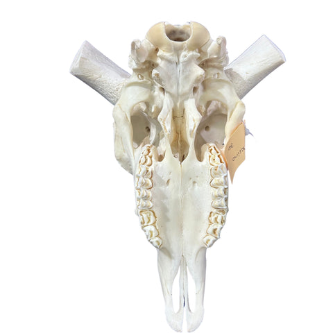 Real Ram Skull - Merino Ram Skull - Size: 21"X13X7" Sheep Skull Horns Wall Art Antler Cowboy Gift, Western Decor, Man Cave Gift #26