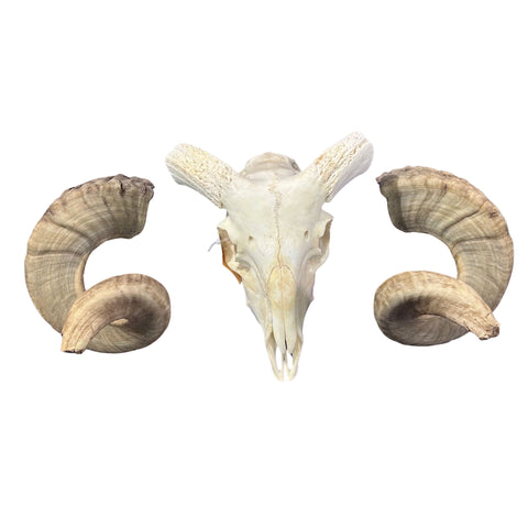 Real Ram Skull - Merino Ram Skull - Size: 21"X13X7" Sheep Skull Horns Wall Art Antler Cowboy Gift, Western Decor, Man Cave Gift #26