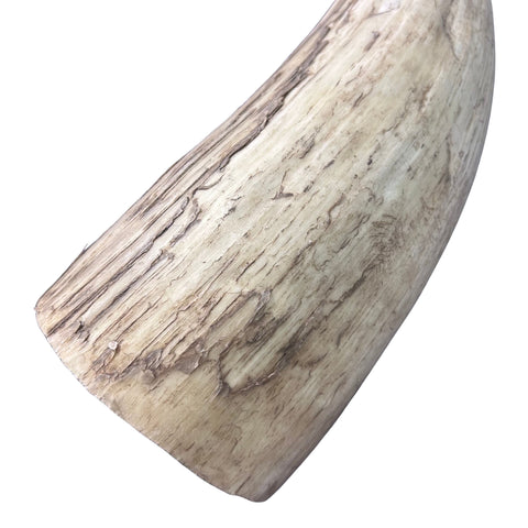 Watusi Horns Gorgeous Natural Cow Horn Set, 2 Natural Ox Horns (28" long)