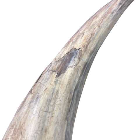 Watusi Horns Gorgeous Natural Cow Horn Set, 2 Natural Ox Horns (28" long)