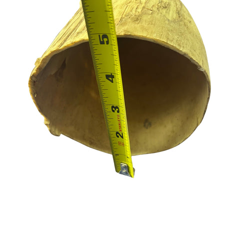 Watusi Horns Gorgeous Natural Cow Horn Set, 2 Natural Ox Horns (28" long)