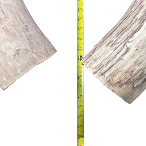 Watusi Horns Gorgeous Natural Cow Horn Set, 2 Natural Ox Horns (28" long)