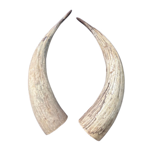 Watusi Horns Gorgeous Natural Cow Horn Set, 2 Natural Ox Horns (28" long)