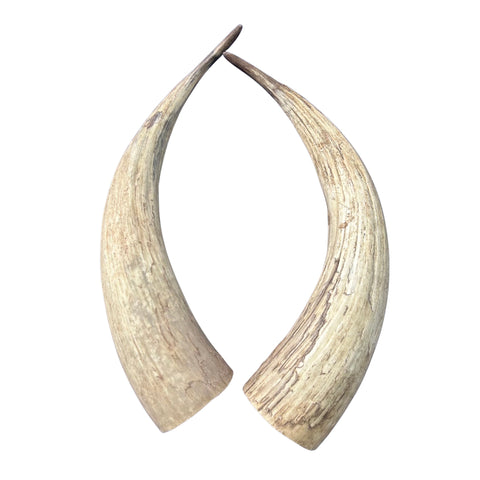 Watusi Horns Gorgeous Natural Cow Horn Set, 2 Natural Ox Horns (28" long)