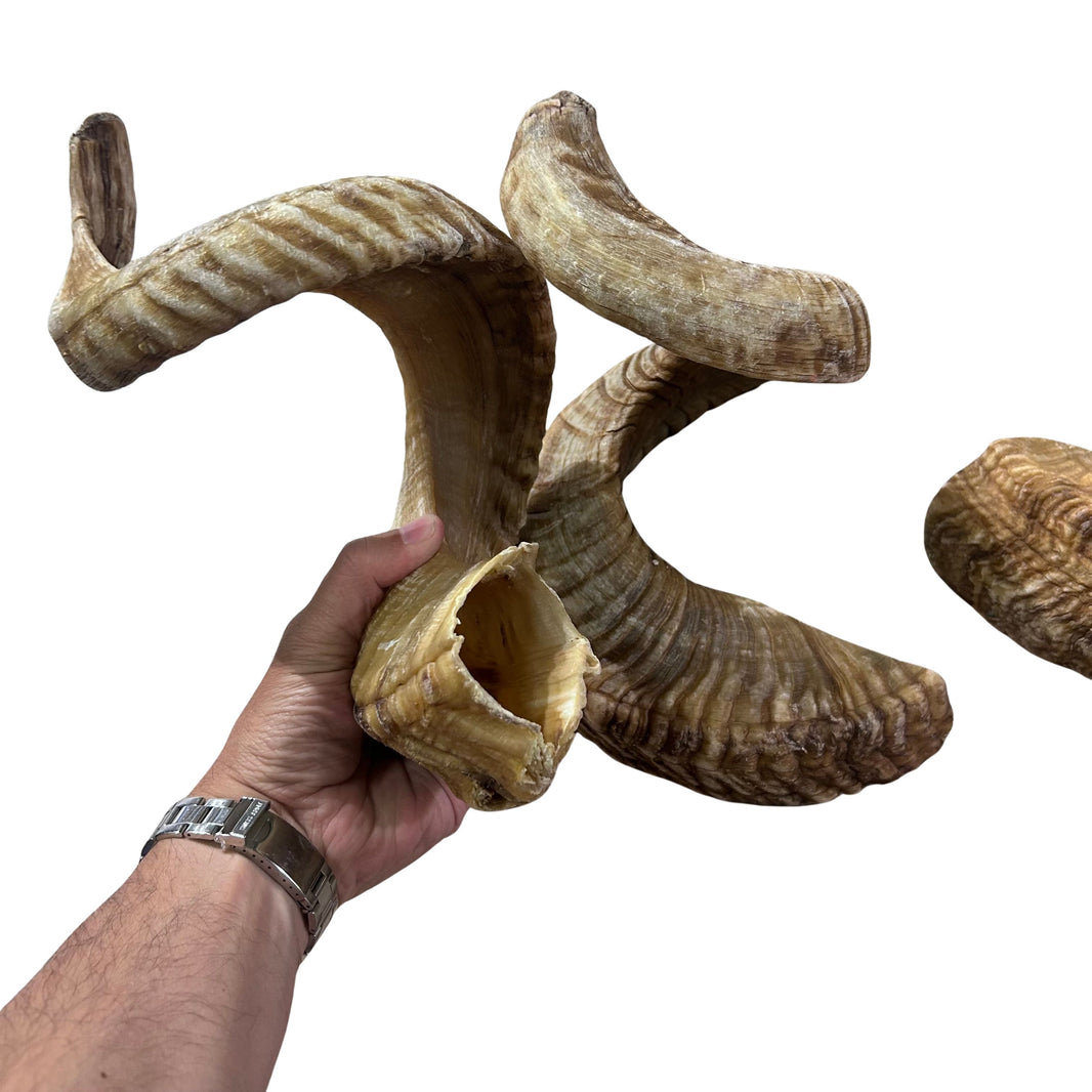 Ram Horns - Buy Hollowed-Out Real Ram Horns in Various Sizes – Cowhides USA