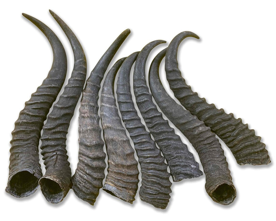Natural Springbok Horn, 1 Springbok Horn Average Size: 8 to 11 inches long
