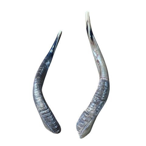 1 shofar Nyala poli, corne d'antilope africaine, taille environ 14" droit