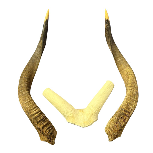 Nyala Skull Cap- Real Deer Skull - Approximate Size: 22LX13WX5.5D" Wall Art, Man Cave Skull Wall Decor (Horn Size 23 and 24" horns)