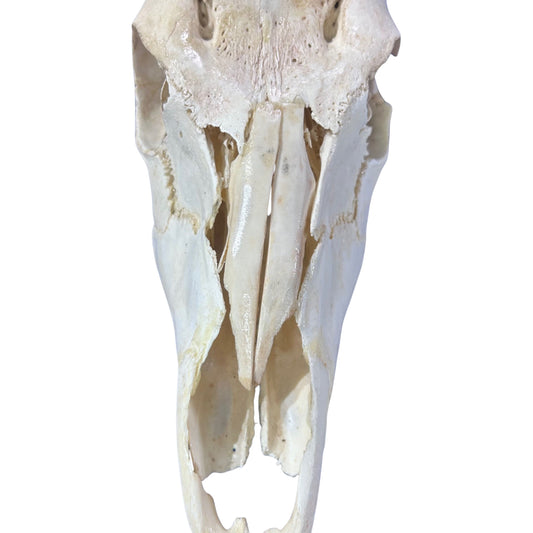Nyala Skull Cap- Real Deer Skull - Approximate Size: 33LX13WX13D" Wall Art, Man Cave Skull Wall Decor (Genuine Nyala Antelope -27" horns)