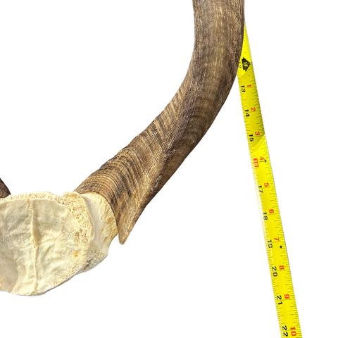 Nyala Skull Cap- Real Deer Skull - Approximate Size: 22LX13WX5.5D" Wall Art, Man Cave Skull Wall Decor (Horn Size 23 and 24" horns)