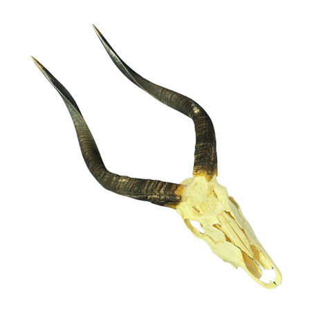 Nyala Skull Cap- Real Deer Skull - Approximate Size: 33LX13WX13D" Wall Art, Man Cave Skull Wall Decor (Genuine Nyala Antelope -27" horns)