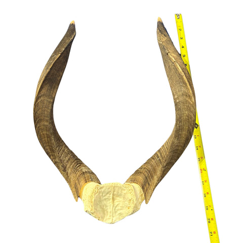 Nyala Skull Cap- Real Deer Skull - Approximate Size: 22LX13WX5.5D" Wall Art, Man Cave Skull Wall Decor (Horn Size 23 and 24" horns)