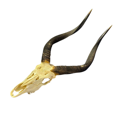 Nyala Skull Cap- Real Deer Skull - Approximate Size: 33LX13WX13D" Wall Art, Man Cave Skull Wall Decor (Genuine Nyala Antelope -27" horns)