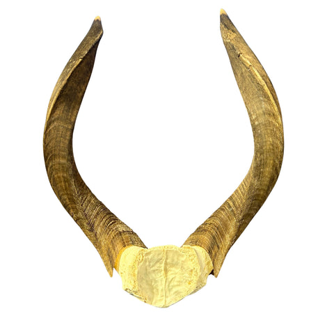 Nyala Skull Cap- Real Deer Skull - Approximate Size: 22LX13WX5.5D" Wall Art, Man Cave Skull Wall Decor (Horn Size 23 and 24" horns)