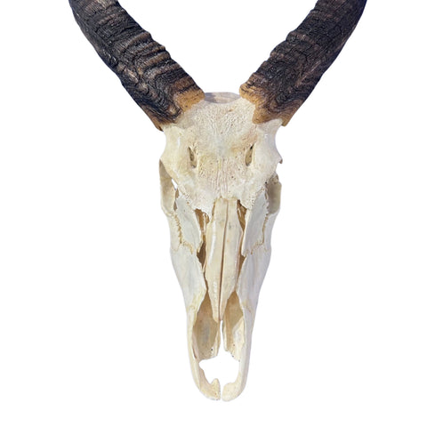 Nyala Skull Cap- Real Deer Skull - Approximate Size: 33LX13WX13D" Wall Art, Man Cave Skull Wall Decor (Genuine Nyala Antelope -27" horns)