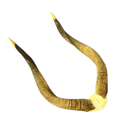 Nyala Skull Cap- Real Deer Skull - Approximate Size: 22LX13WX5.5D" Wall Art, Man Cave Skull Wall Decor (Horn Size 23 and 24" horns)