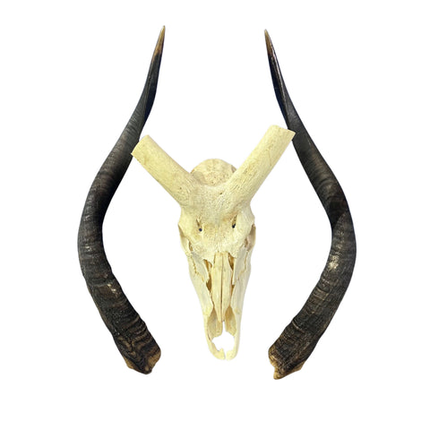 Nyala Skull Cap- Real Deer Skull - Approximate Size: 33LX13WX13D" Wall Art, Man Cave Skull Wall Decor (Genuine Nyala Antelope -27" horns)